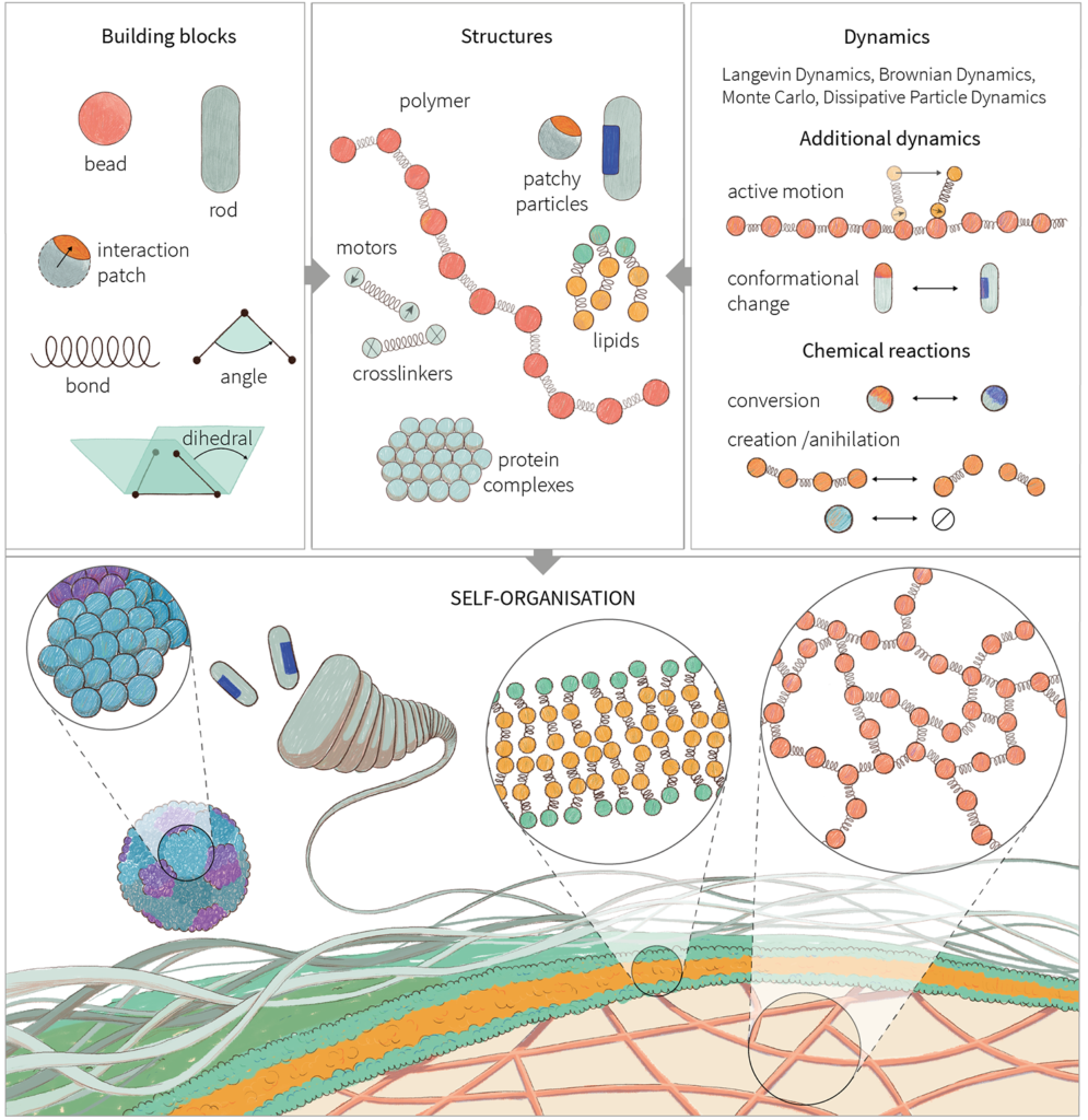 Multiscale modelling of biological systems | Claudia Flandoli